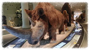 전곡선사박물관