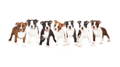 보스턴 테리어(Boston Terrier) 사진