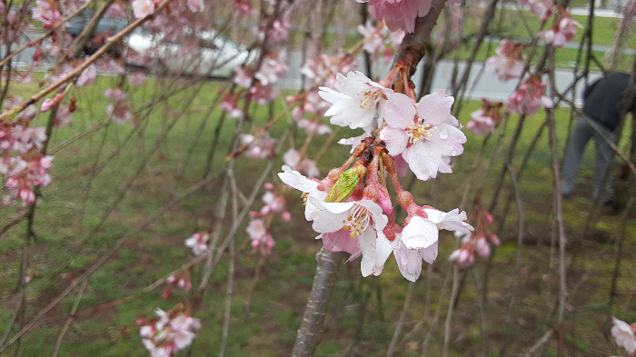 브랜치 브룩 파크