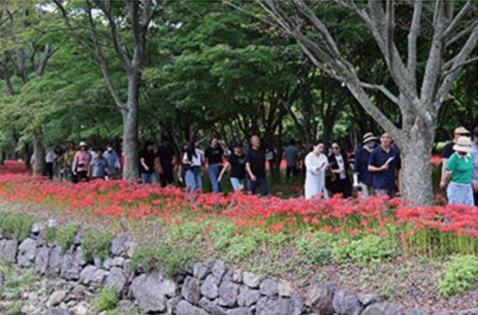 영광불갑산상사화축제