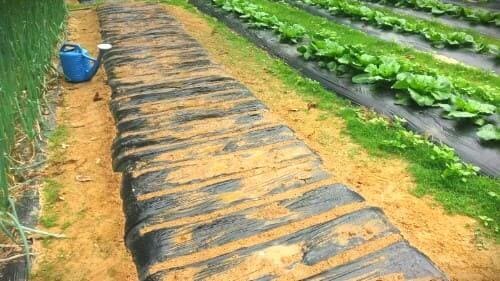 갓-재배-돌산갓-심기-종자-심는방법-파종방법