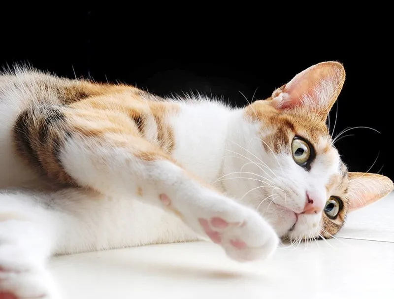 고양이 근육 경련 증상 원인 치료_4