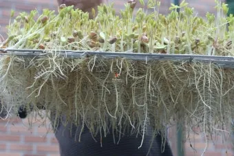 땅콩 재배 개화 후 흙 덮기 배수로 확보 칼슘 보충_7