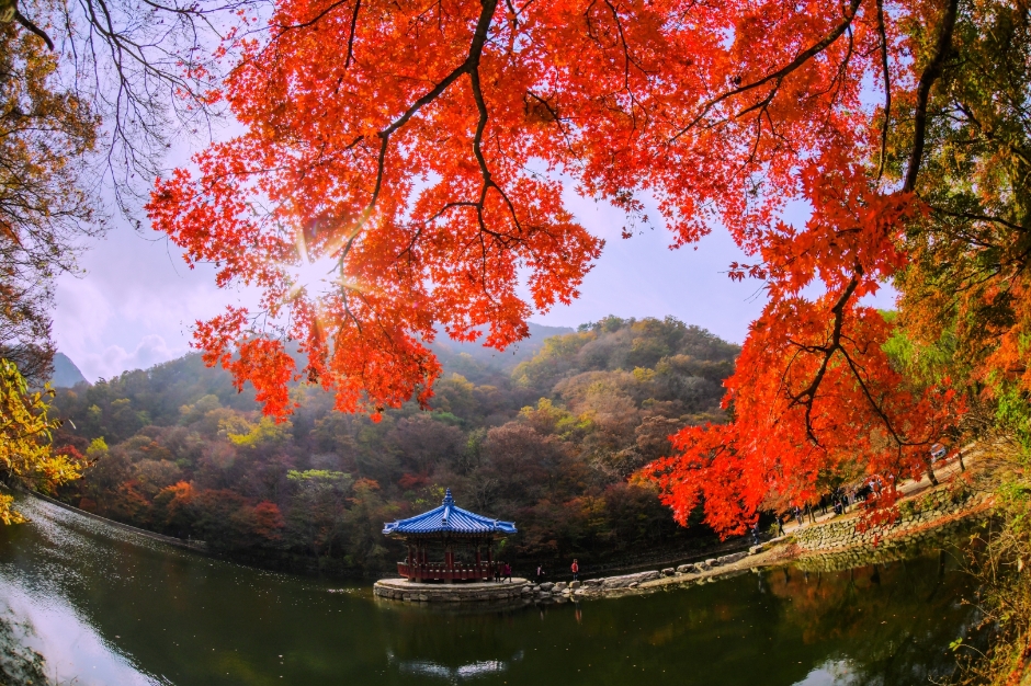 내장산 단풍 우화정