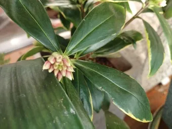 천리향 키우기와 향을 오래 유지하는 방법_22