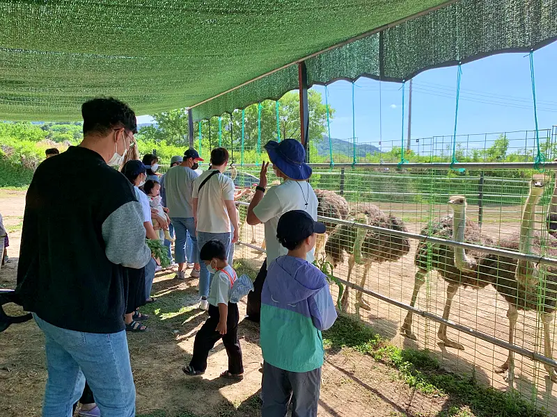 경남 함안 타조 농장 먹이주기, 퀴즈풀기, 알밟기, 교감하기 체험 가볼만한 곳 추천