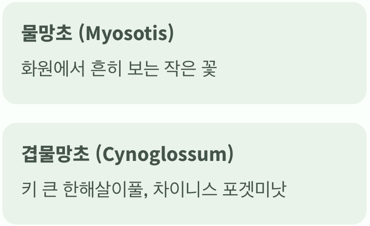 '물망초'와 '겹물망초'는 다른 꽃