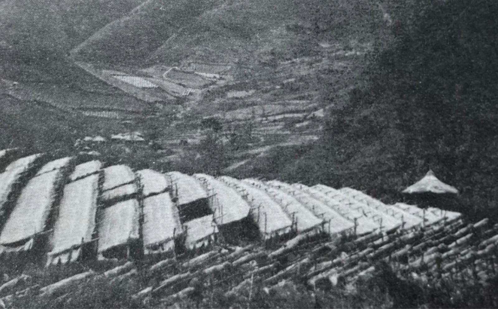 1971년에 찍힌 충남 금산의 인삼 재배 모습이다.