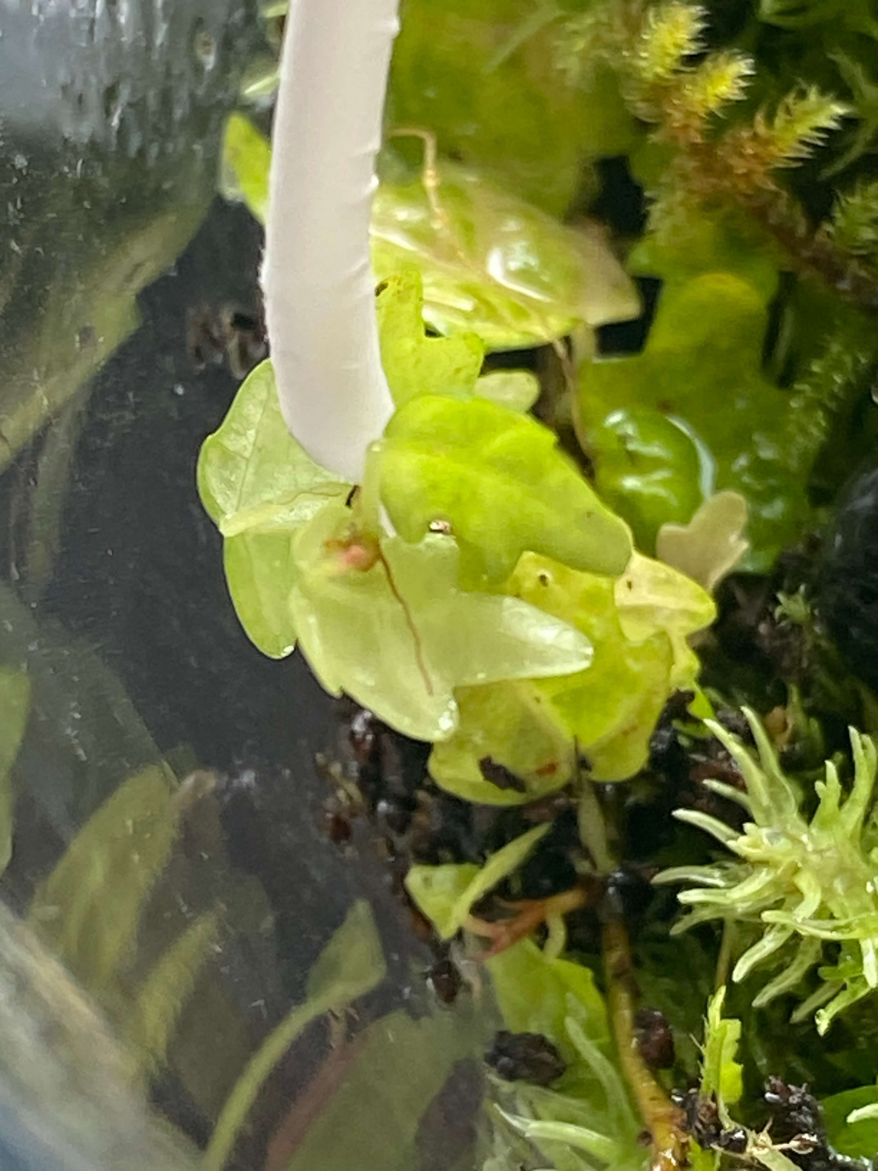 제주애기모람 새잎이 안 나오는 이유, 사실은 구조적 특성 때문입니다