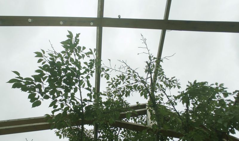 야외 테이블에서 위를 바라보는 모습으로 나무구조물과 하늘이 보임