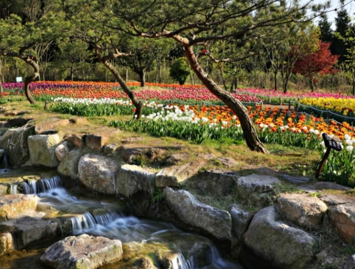 전남-장흥-하늘빛-수목원-튤립-축제-사진-2