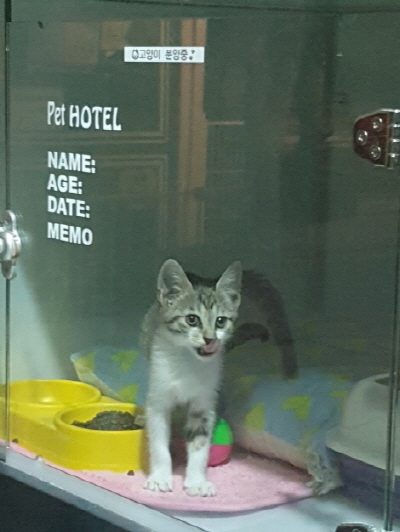 고양이-입양-분양