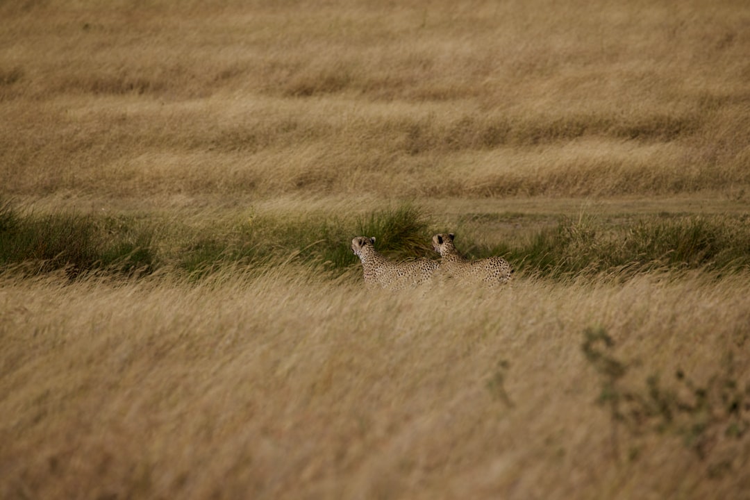 Stalking