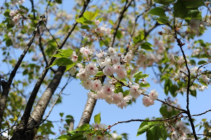 서산 개심사 겹벚꽃·청벚꽃 개화상황