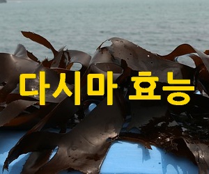 다시마 효능