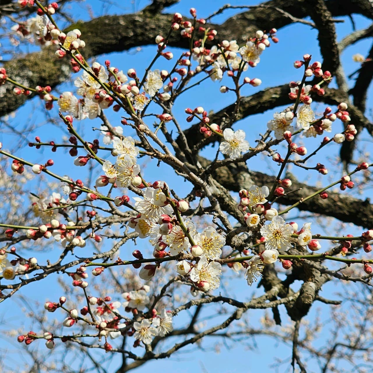 [4월 봄꽃 여행]순천 선암사❘진달래, 겹벚꽃, 홍매화, 개화시기