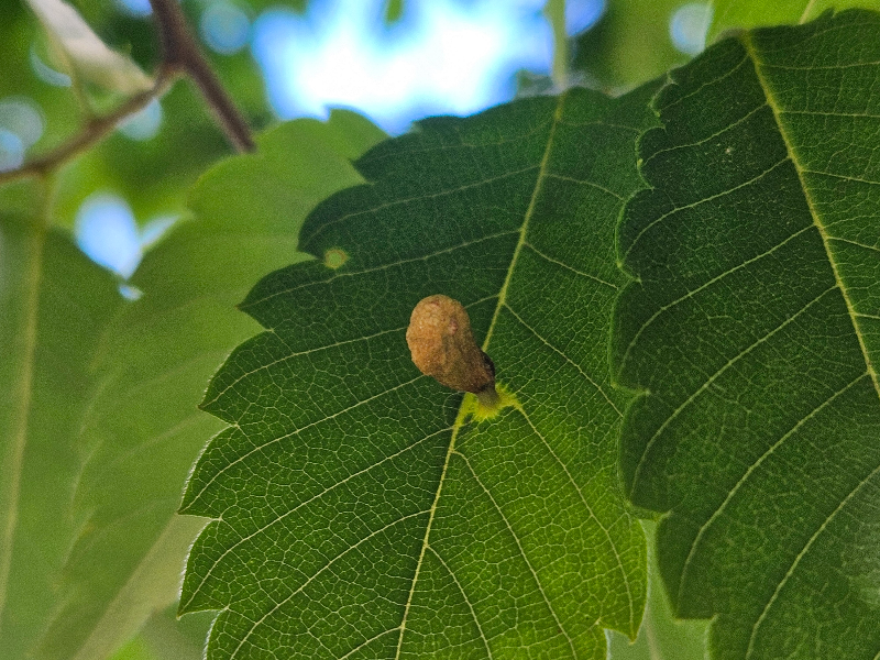 느티나무외줄면충1