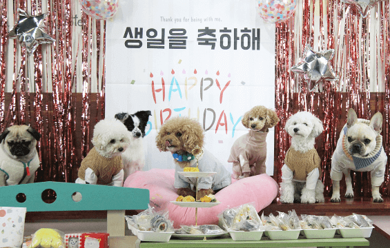 김포공항 애견센터 독독