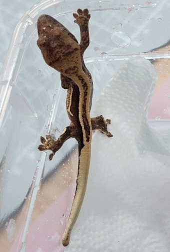 코리아렙타일쇼