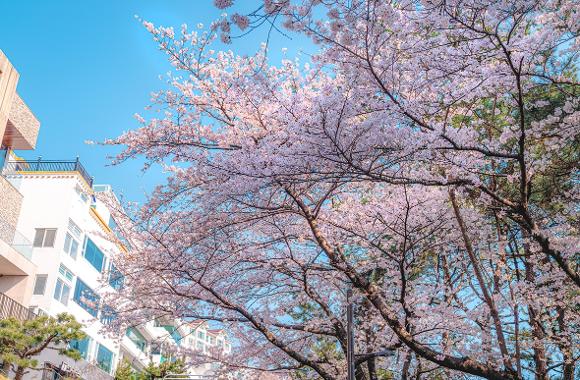 벚꽃개화시기 2024