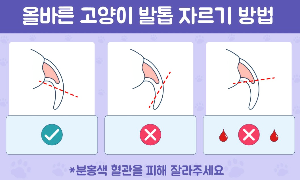 고양이 발톱 관리 방법 총정리｜안전하게 발톱 깎는 법부터 스크래처 활용까지