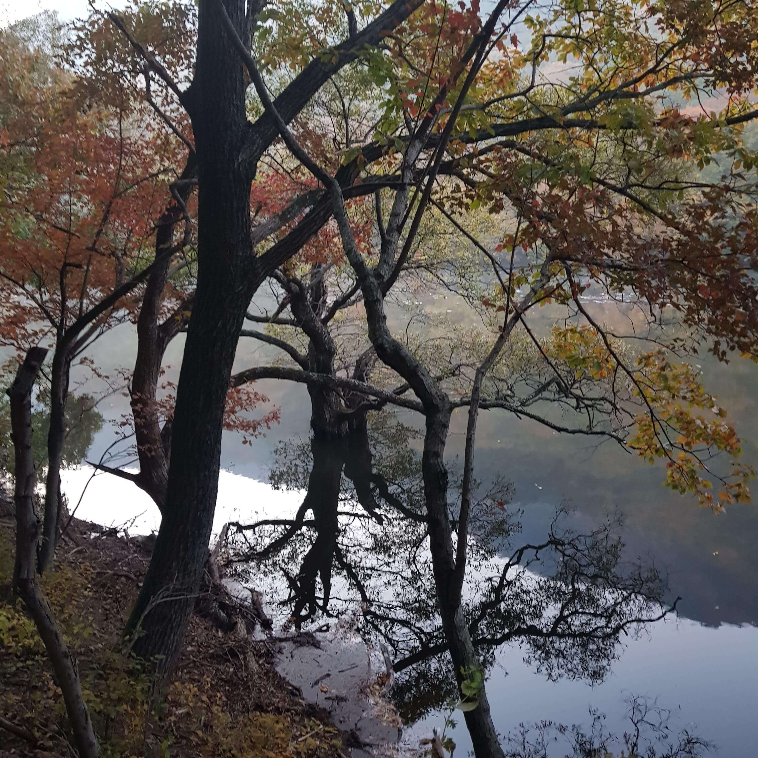 주산지 전망대