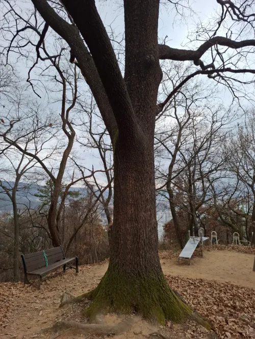 펜듈럼의 소란 속에서도 흔들림 없이 자리를 지키는 쉼터와 같은 나무 기둥 (Steady tree trunk acting as a shelter amidst pendulum chaos)