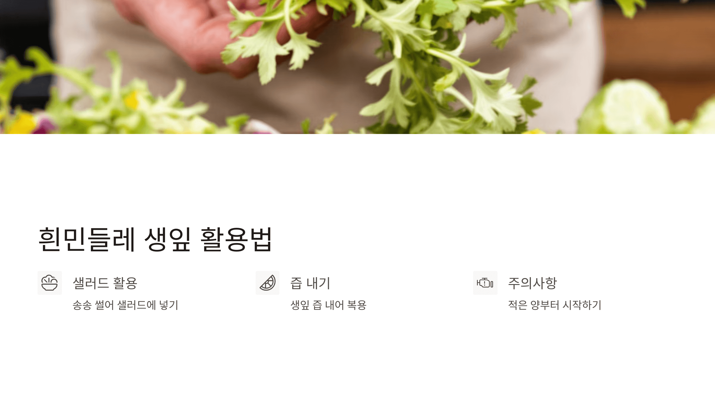 흰민들레 사진입니다.