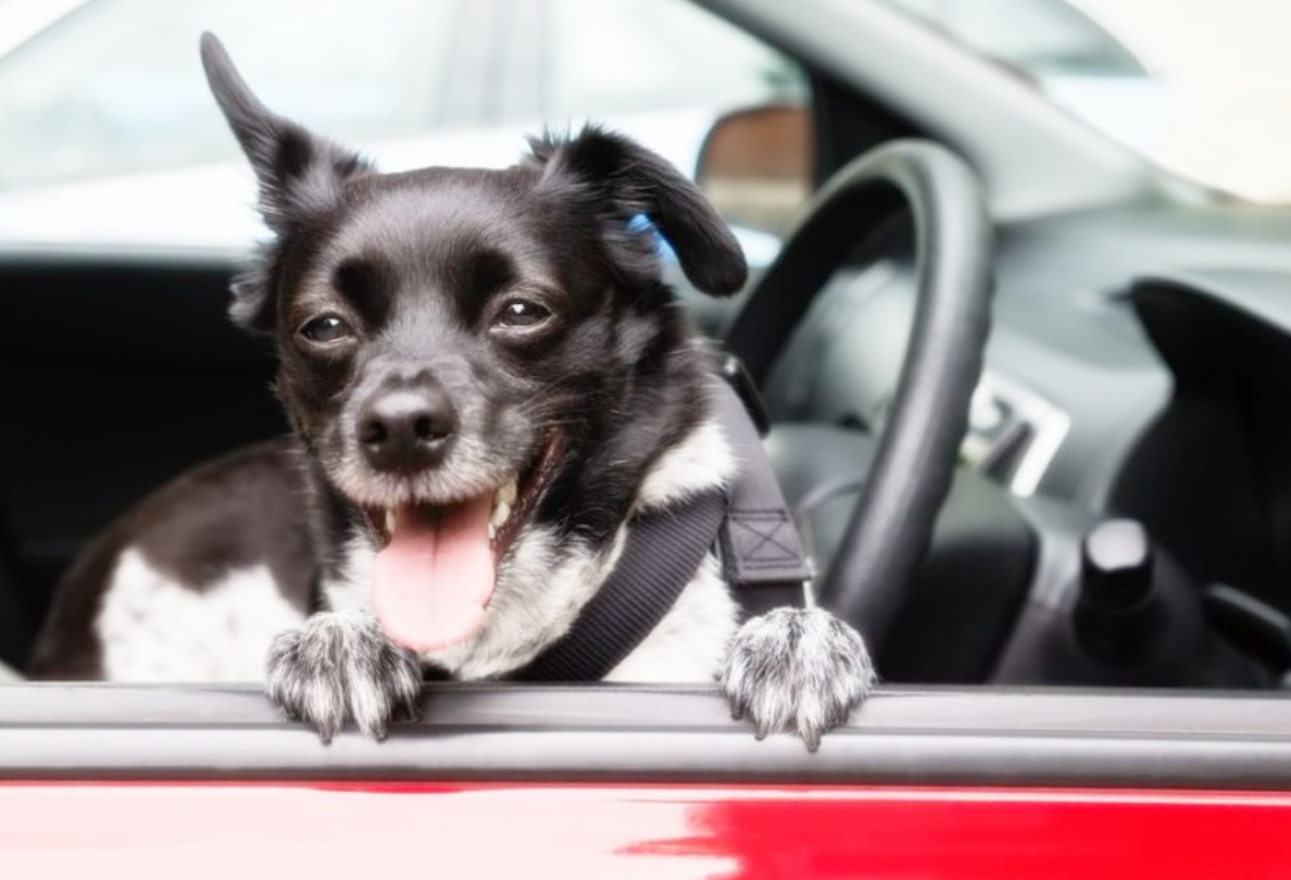 반려동물과의 안전한 자동차 여행을 위한 필수 아이템