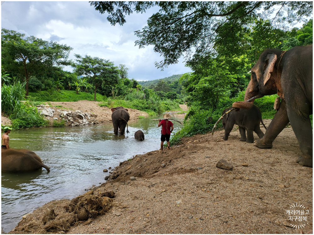 치앙마이 코끼리 보호구역