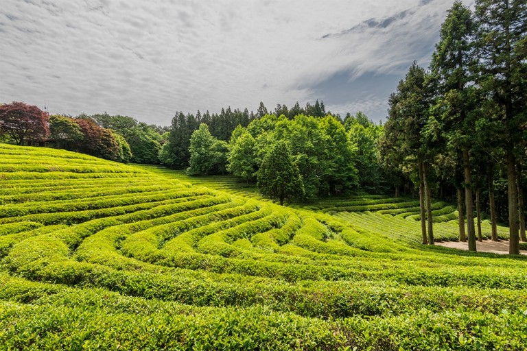 보성 녹차밭