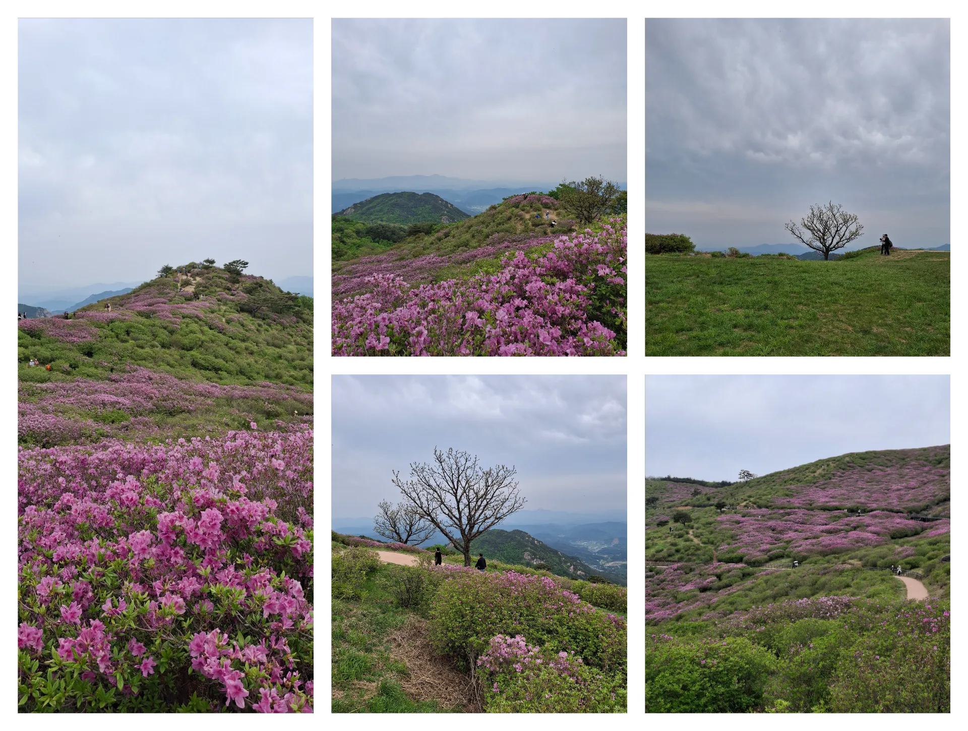 봄 황매산