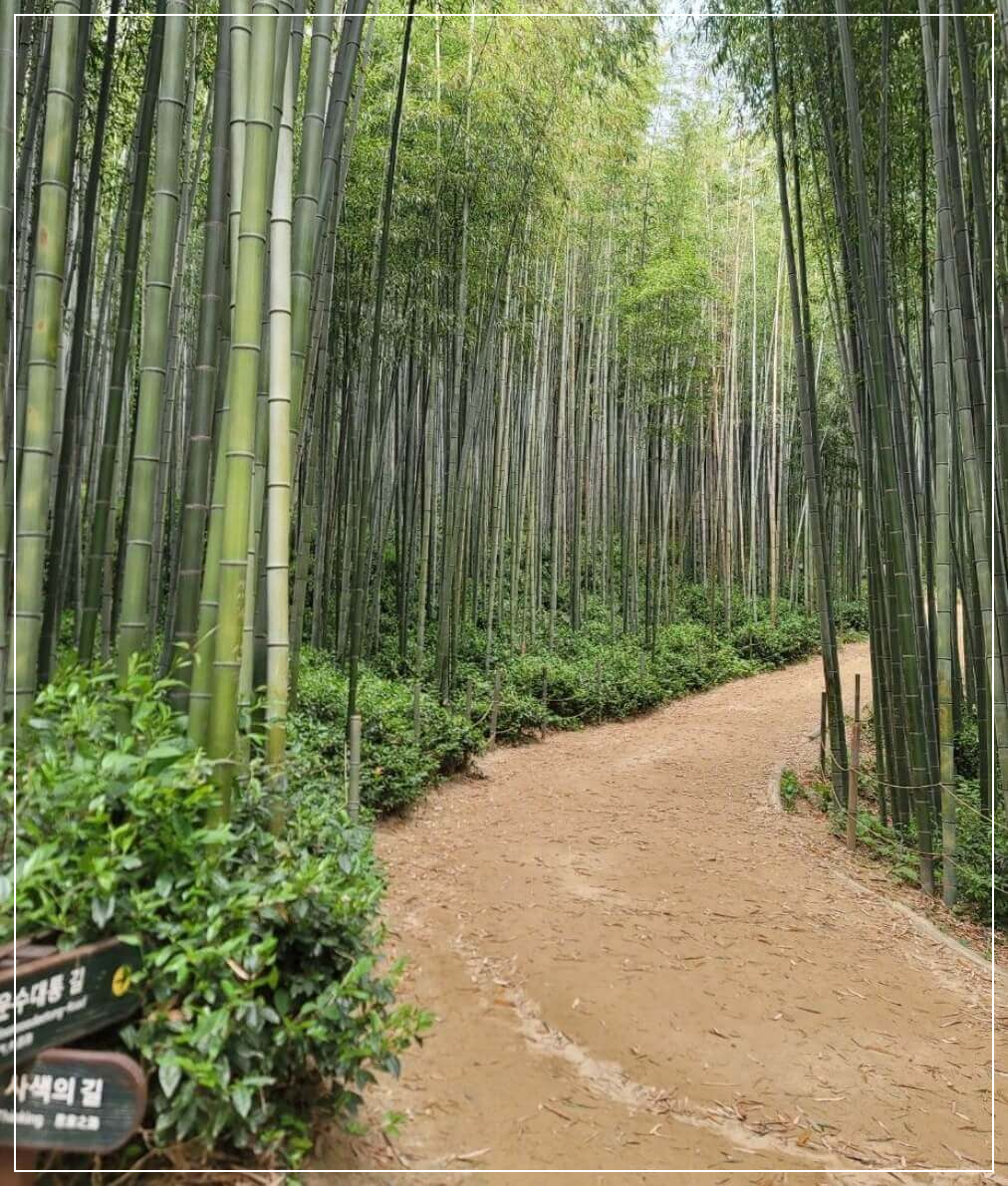 담양 가볼만한곳 베스트10 죽녹원