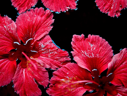 히비스커스의-효능