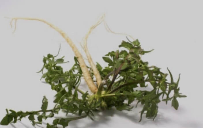 냉이된장국 끓이는법