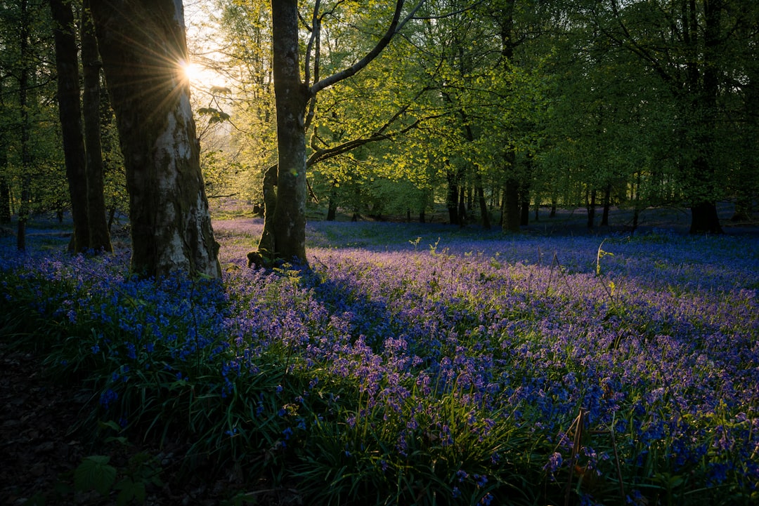 Bluebell