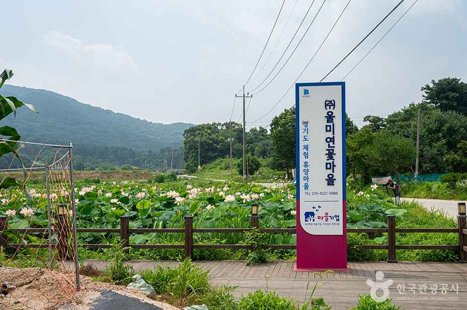 울미연꽃마을