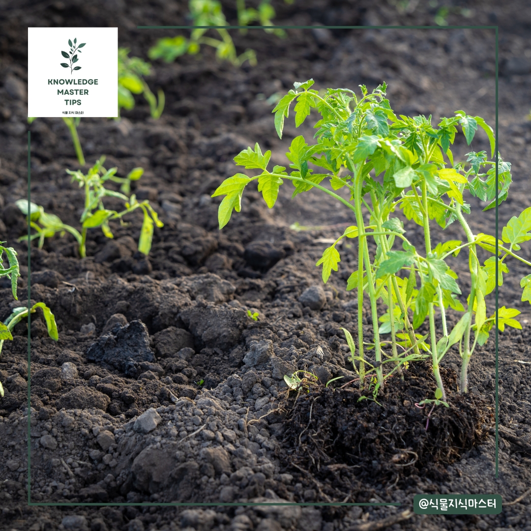 토양 영양제와 보조제 활용하기