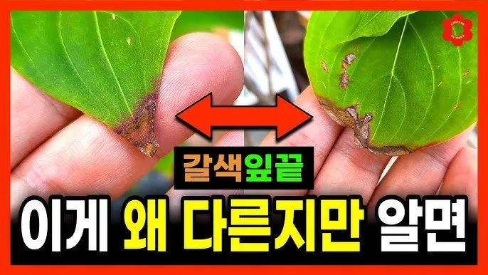 화분 잎끝마름 해결 습도관리 분무타이밍 물주기조절 실내가습 요령_1