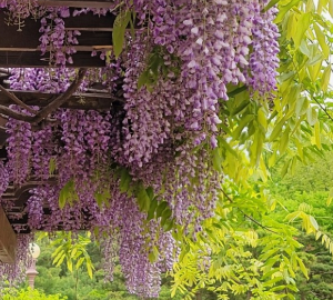 6월 전국 등나무꽃 명소 TOP 5