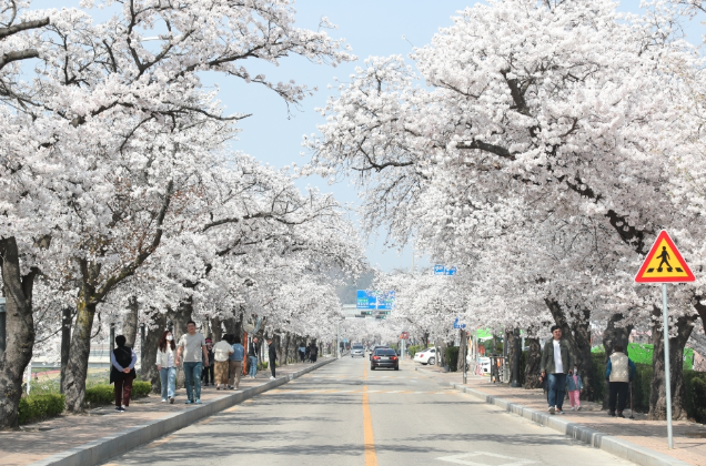정읍 벚꽃 축제