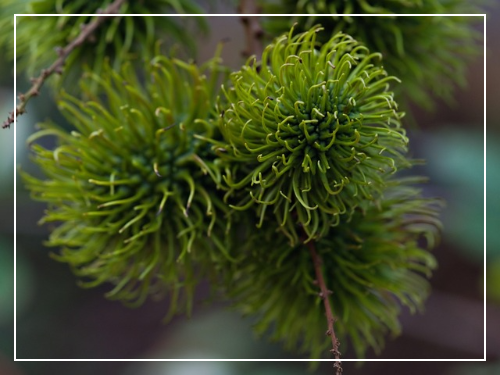 열대과일 람부탄이란?