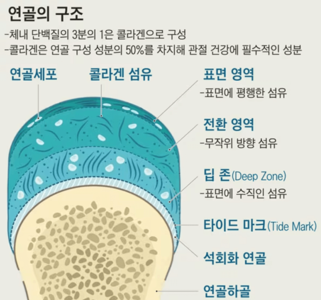 MSM 연골