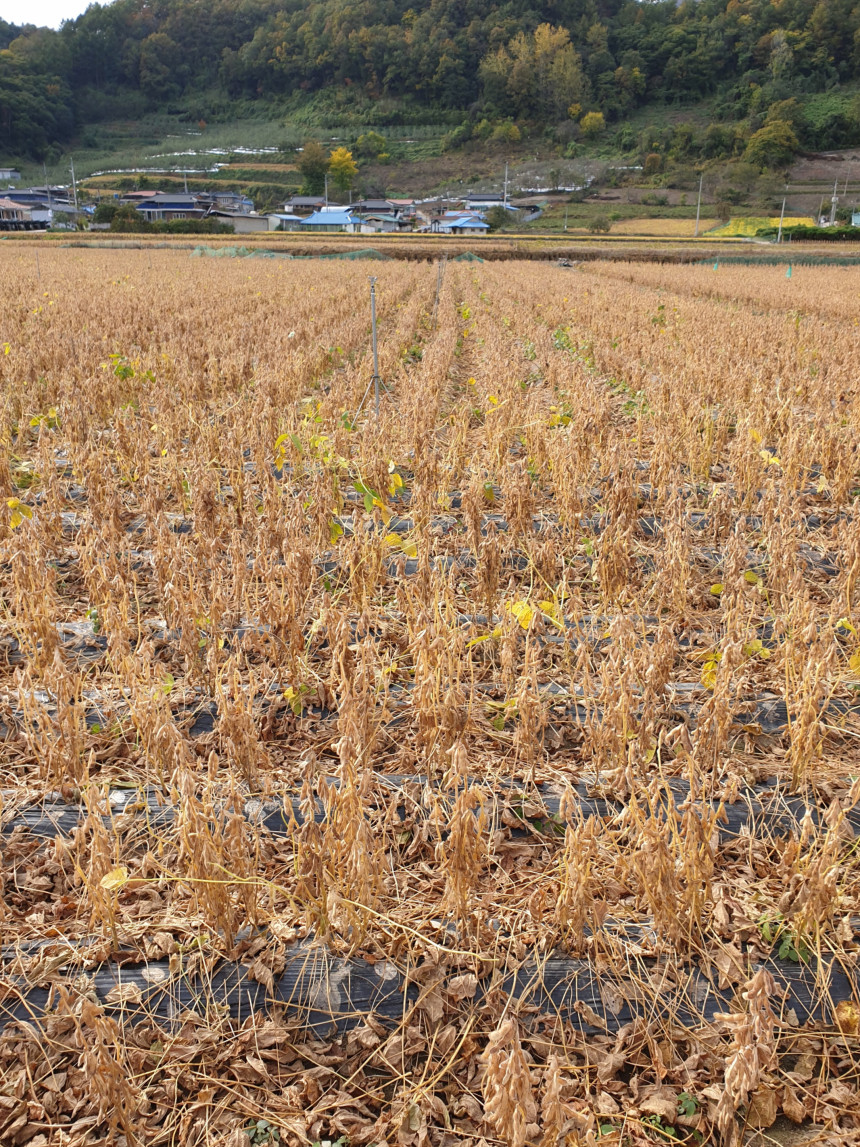 생방송오늘저녁 경북 문경 직접 재배한 콩과 고추로 만든 100% 국내산 재래식 된장 고추장 전국 택배 온라인 전화 주문 추천