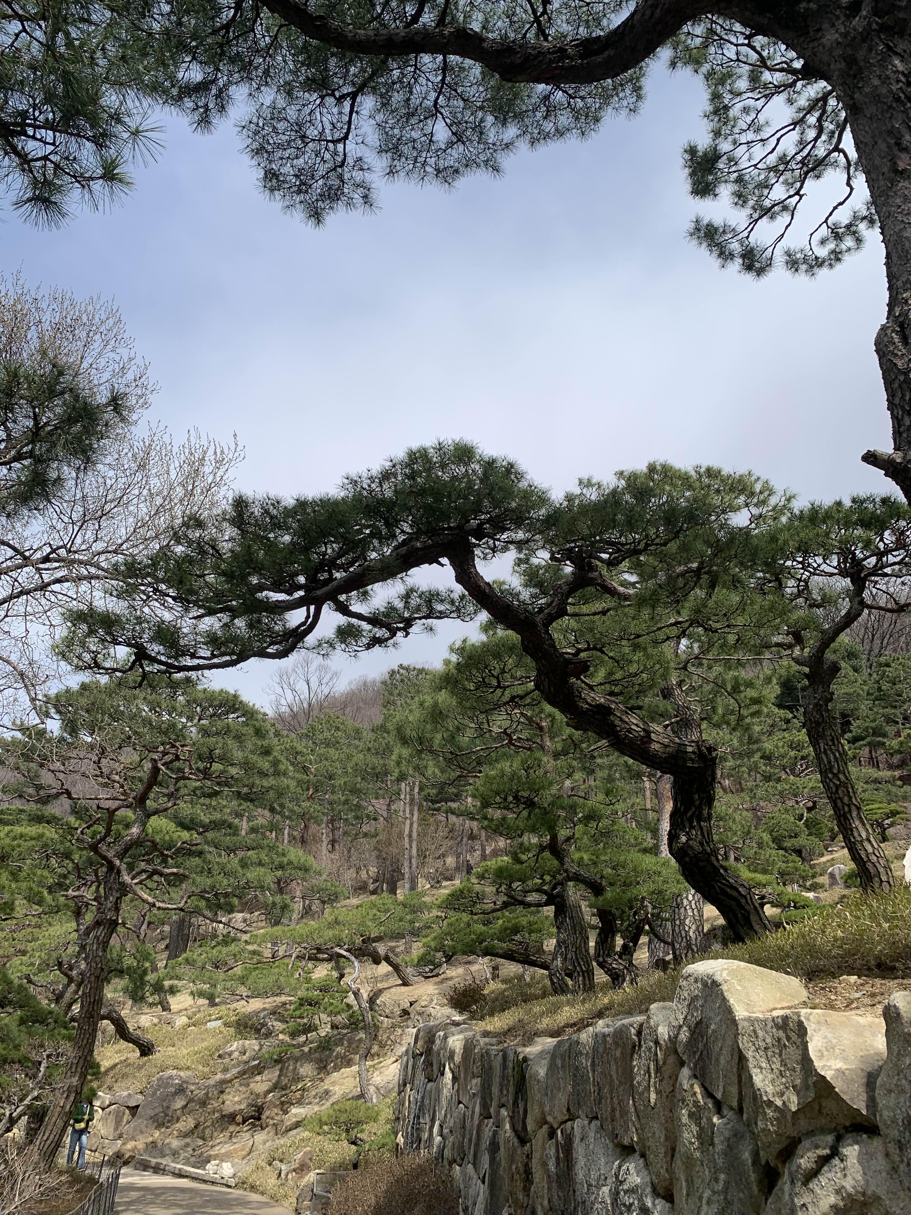 화담숲 소나무