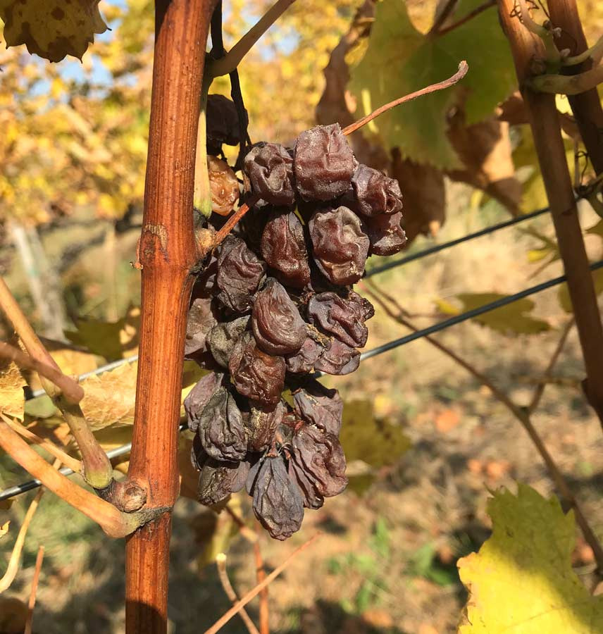 귀부포도-포도나무