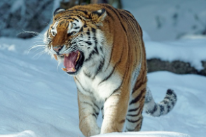 호랑이띠 2025년 운세