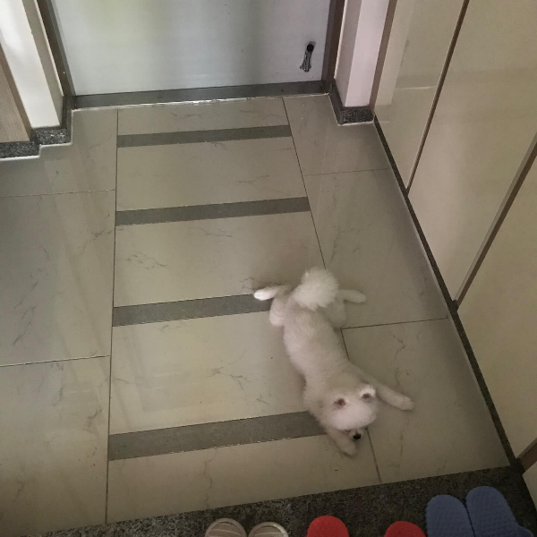 대피한_강아지