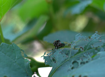 바질 키우는 법
