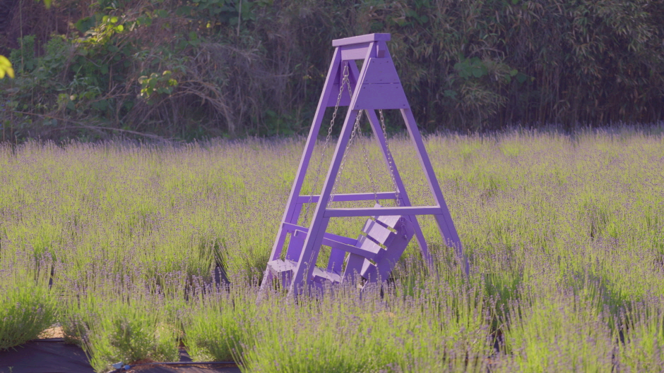라벤더 들판 가운데 보라색 그네의자가 있다.